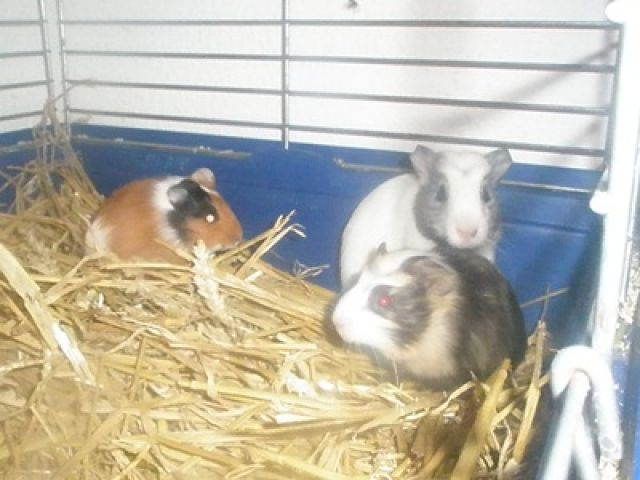 Meerschweinchen günsitg abzugeben - Meerschweinchen - Lübeck