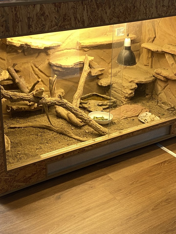 2 Bartagamem mit Terrarium zu verkaufen - Reptilien - Hengersberg