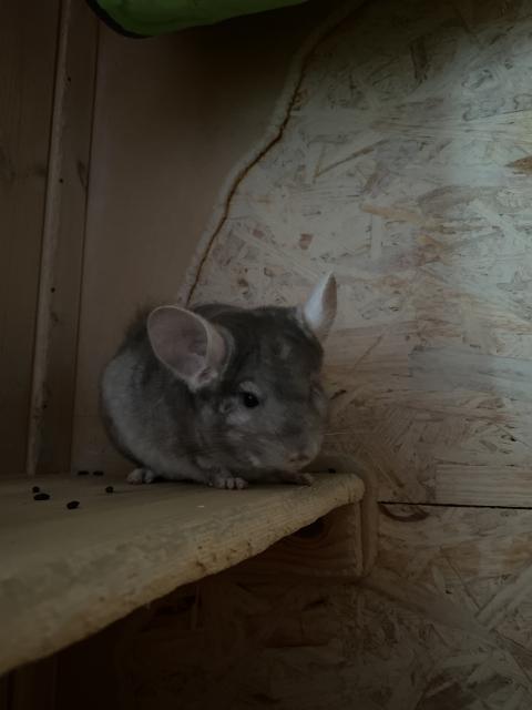Chinchilla Männlich Beige - Nagetiere Allgemein - Berlin