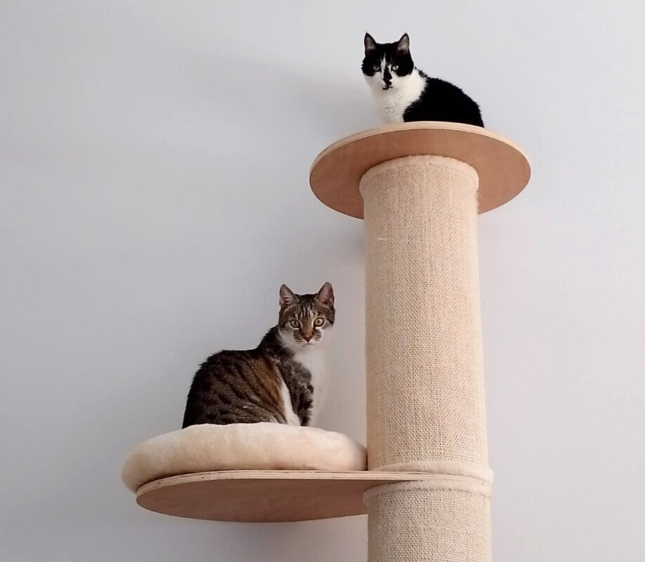 LEO und MAUSI - europ. Kurzhaarkatze - werden gemeinsam vermittelt - weitere Ang - Katzen - Lauf an der Pegnitz