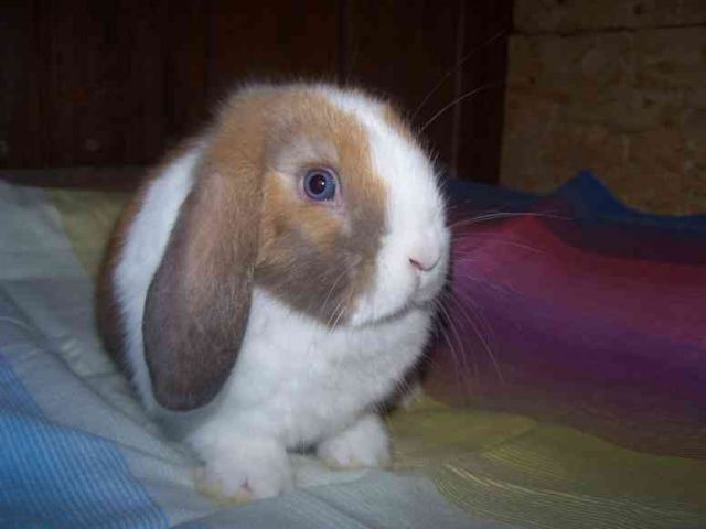 ***Wunderschöne Zwergwidder, Satinwidder und NHDs ***  - Hasen Kaninchen - Warendorf