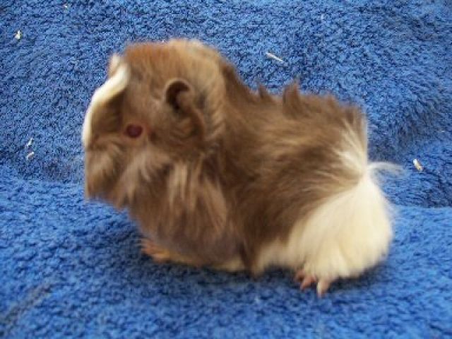 Reinrassige Peruaner  - Meerschweinchen - Nürnberg