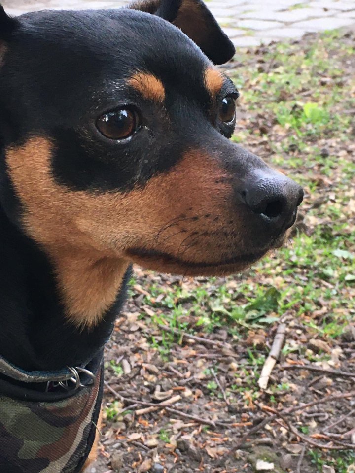 Deckrüden Zwergpinscher - Hunde - Duisburg 