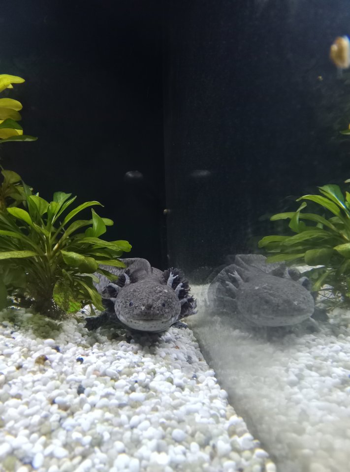 3 süße Axellotel die gerne weiter zusammenleben würden - Sonstiges - Ried