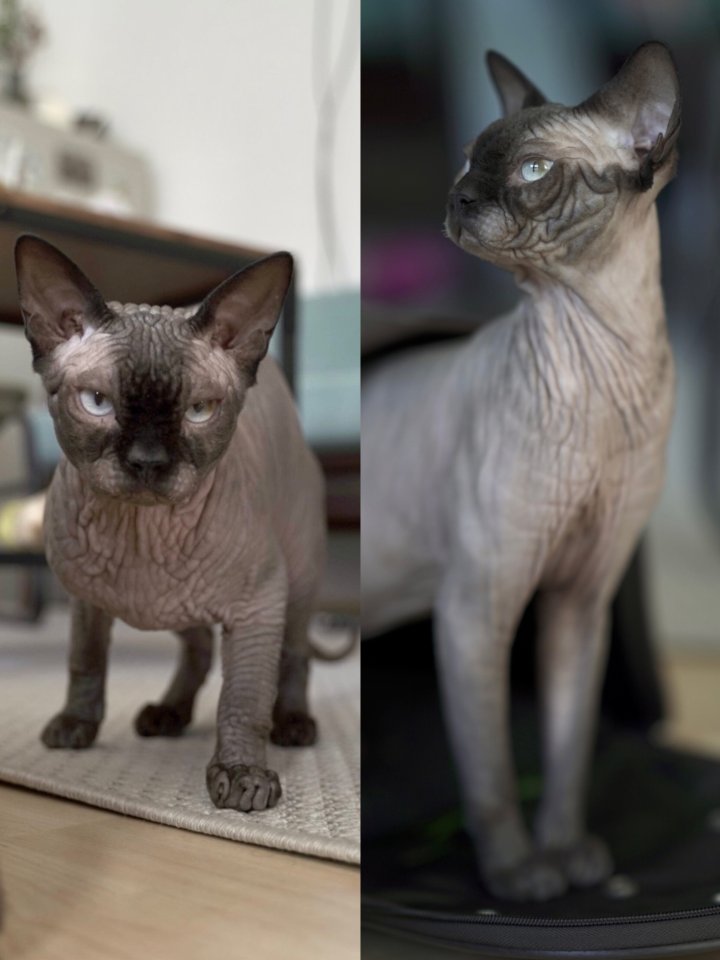 Gucci aus Bad Wurzach - Entlaufen Zugelaufen - Bad Wurzach