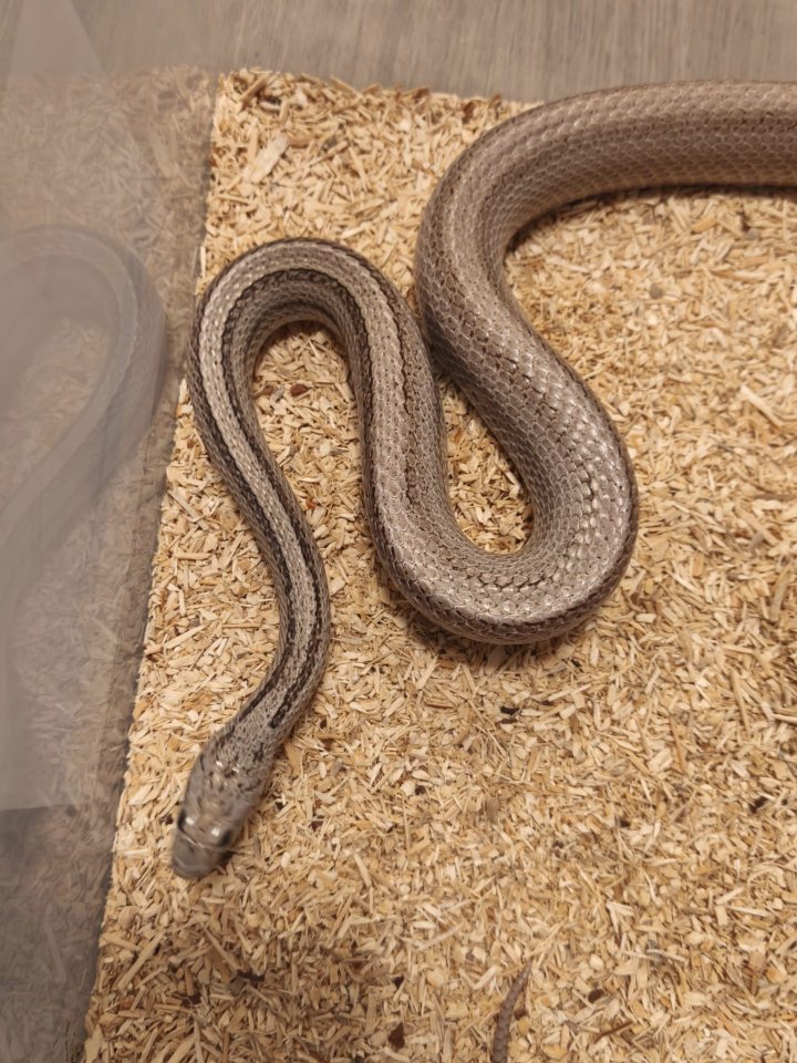 1.0 Kornnatter Ghost-Striped het. Diffused - Reptilien - Horb
