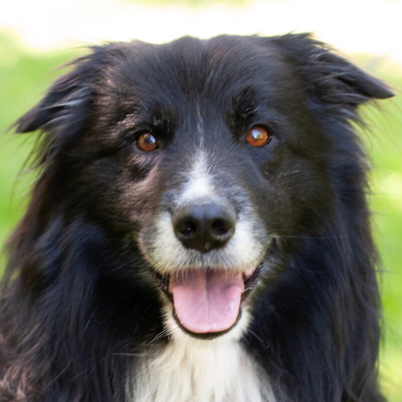 ALAIN DELON - männlich  8 Jahre  57 cm  27 kg  Border Collie  Gechipt  Kastriert - Hunde - Lauf an der Pegnitz