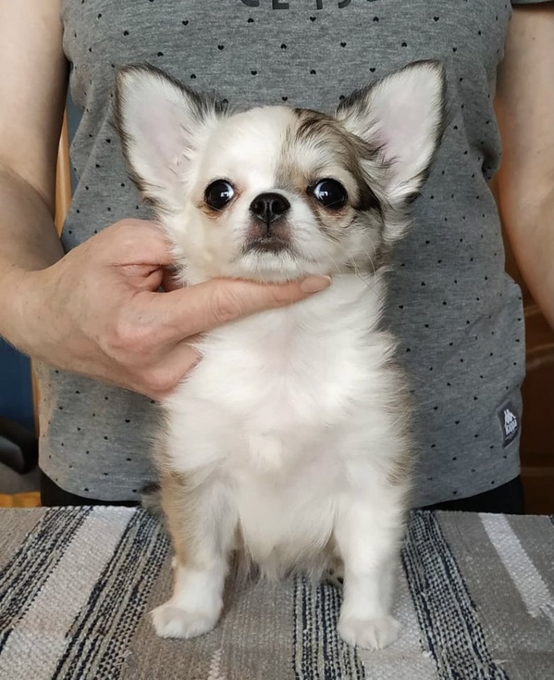 Chihuahua Welpen mit Ahnentafel - Hunde - Iserlohn