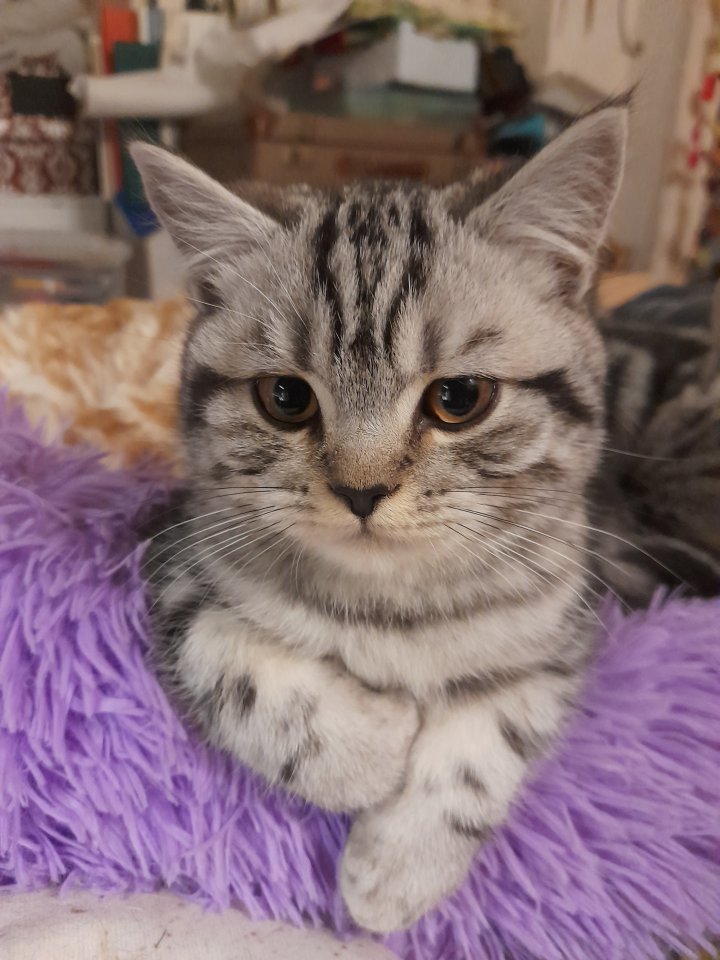 Zauberhafter kleiner BKH Kater mit Ahnentafel, geimpft, entwurmt, gechipt, kastr - Katzen - Hinterweiler