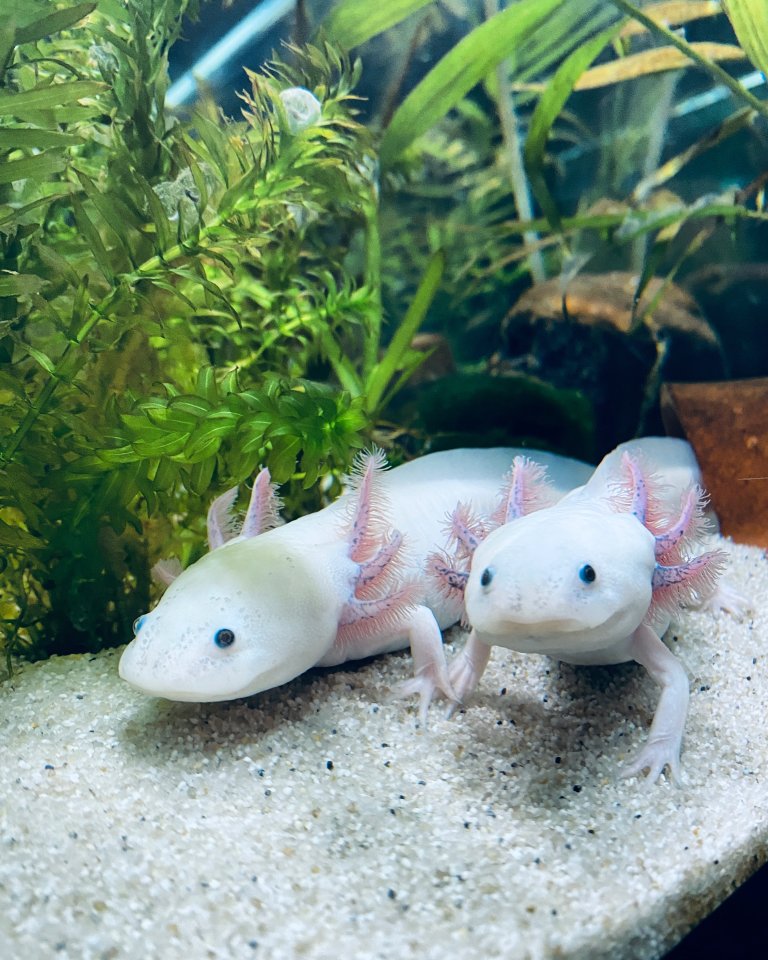 Axolotl - Aquarium komplett - Amphibien - Ernsgaden