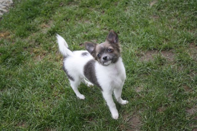 Seltene farben Chihuahua Welpen abzugeben+Ahnentafel+EuPass - Hunde - bretten
