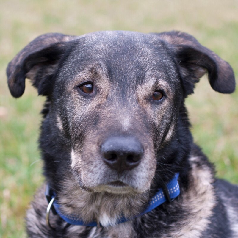 BUTCHI - männlich  8 Jahre  65 cm  32 kg  Schäfer-Mix  Gechipt  Nicht kastriert - Hunde - Lauf an der Pegnitz
