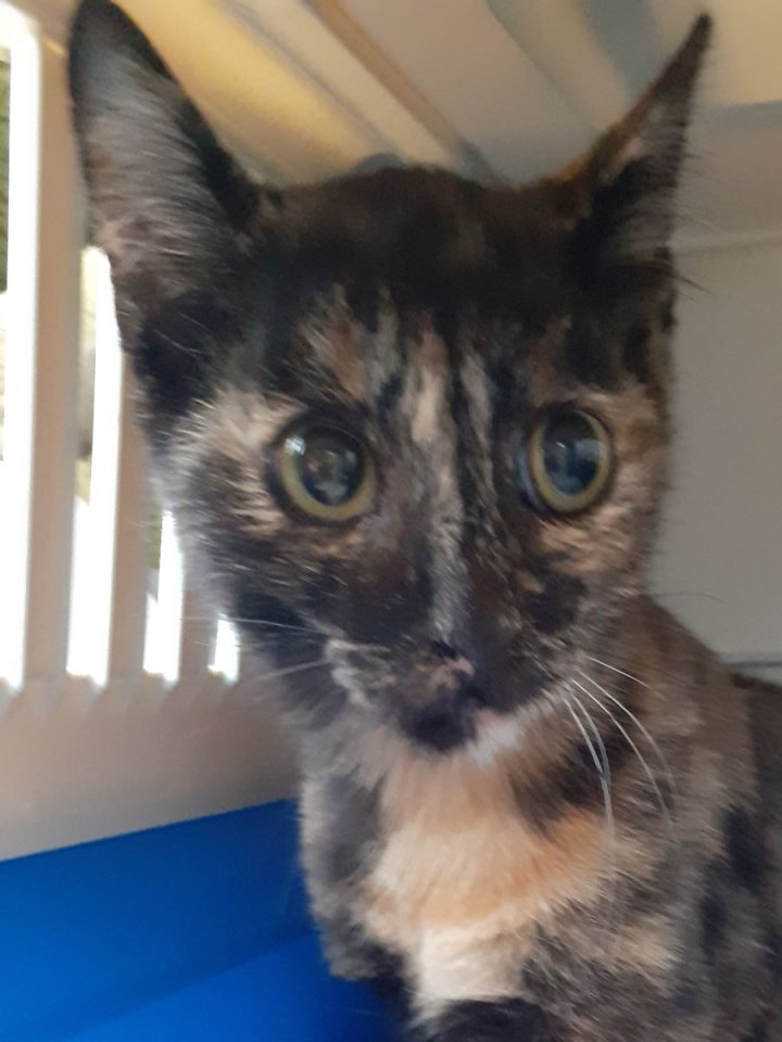 Cookie – sucht dringend ein Zuhause! (aus dem Tierschutz / gechipt, geimpft, kas - Katzen - Kissing