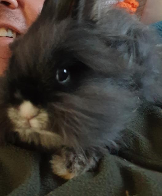 Teddy dame  - Nagetiere Allgemein - WILHELMSHAVEN 