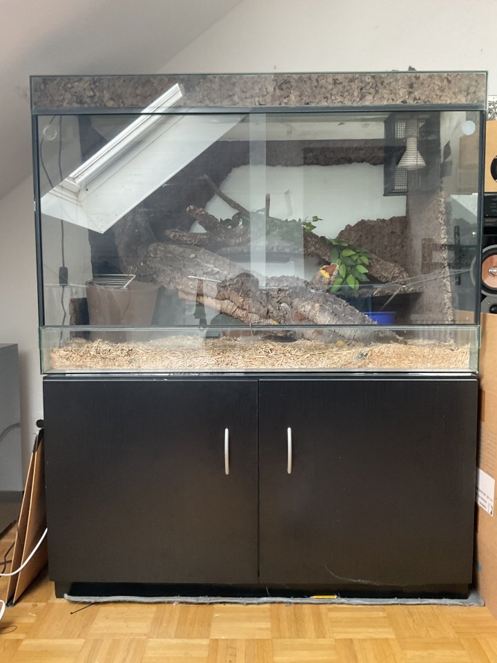 Kornnatter mit Terrarium - Reptilien - Hemmingen
