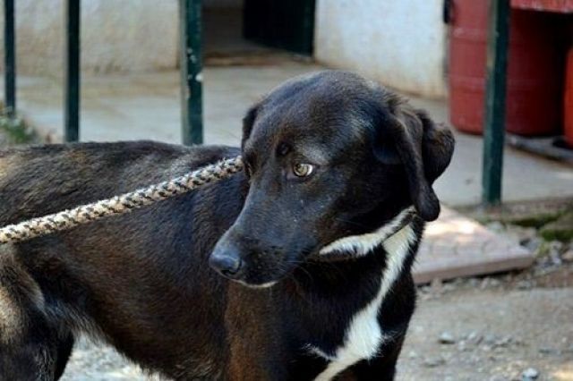 Evelyn - ein Leben in Dreck und Elend  - Hunde - ???