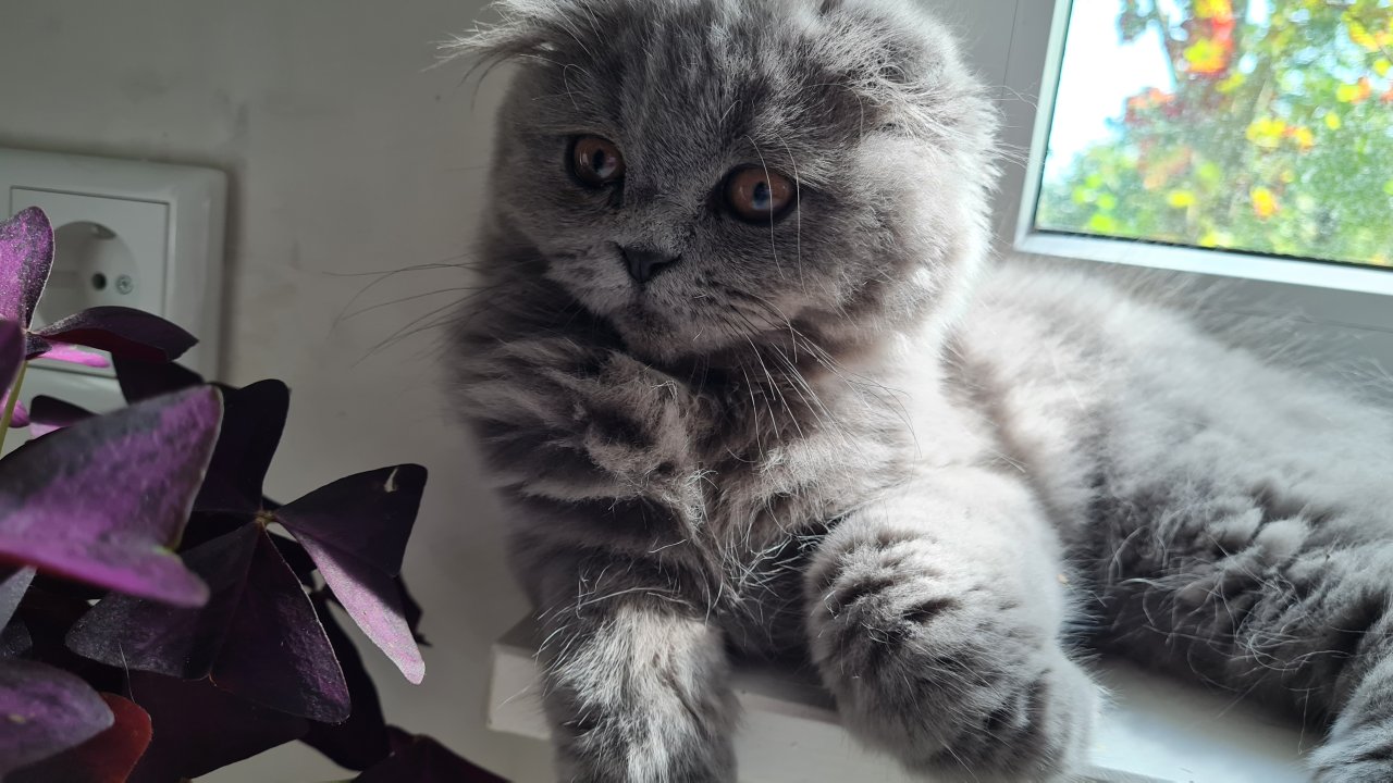 Blh katze kitten mit impfheft - Katzen - Bielefeld