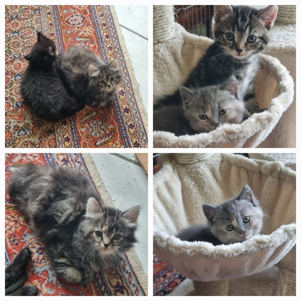 4 Kitten suchen ein neues Zuhause - Katzen - Sonsbeck