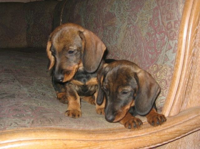 Rauhaar-Zwergdackel | tieranzeigen.net