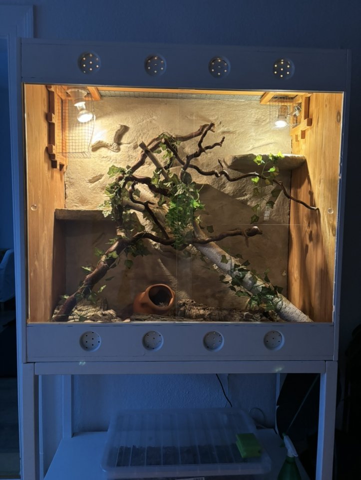 Zwei Kornnattern 1,1 - Reptilien - Stadthagen