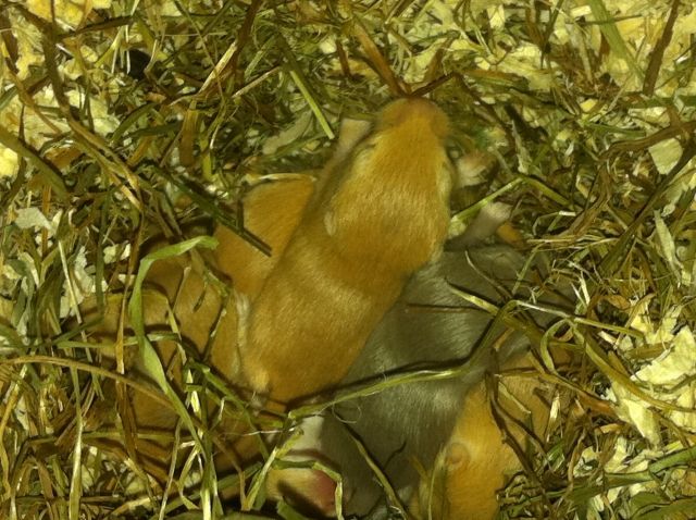 Gerbilbabys - Maeuse - Pohlheim