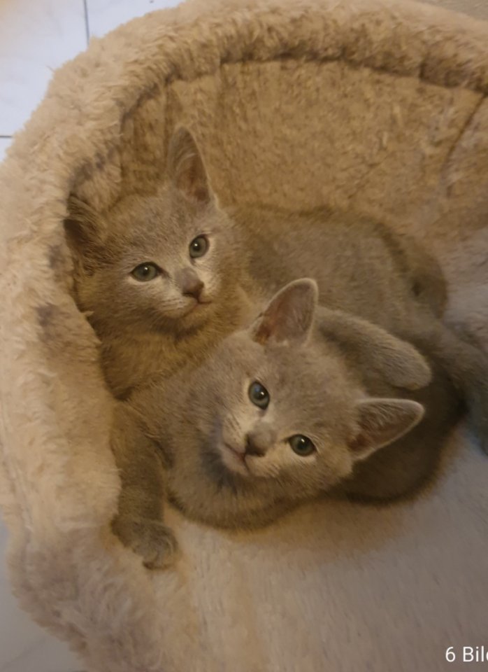 Russisch Blau Kitten - Katzen - Windsbach