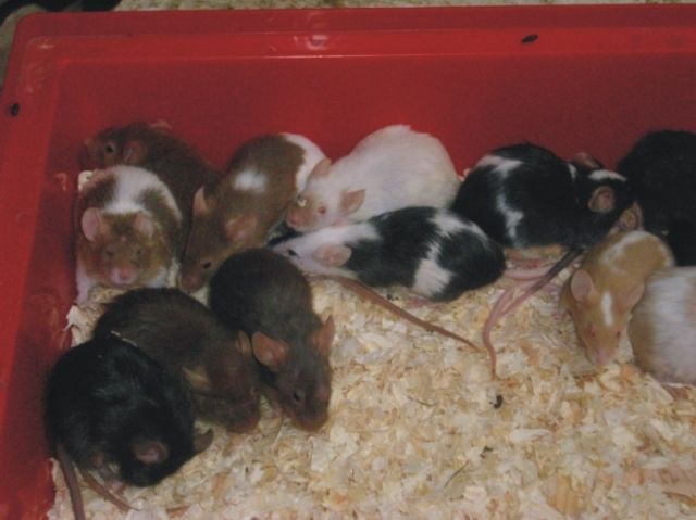 Futtermäuse Groß /Klein - Maeuse - Gütersloh