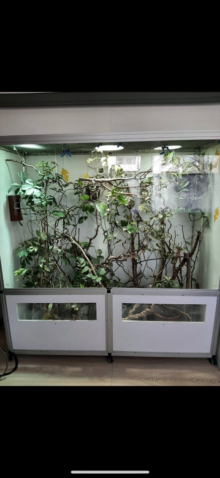 Pantherchamäleon mit Terrarium - Reptilien - Schwelm