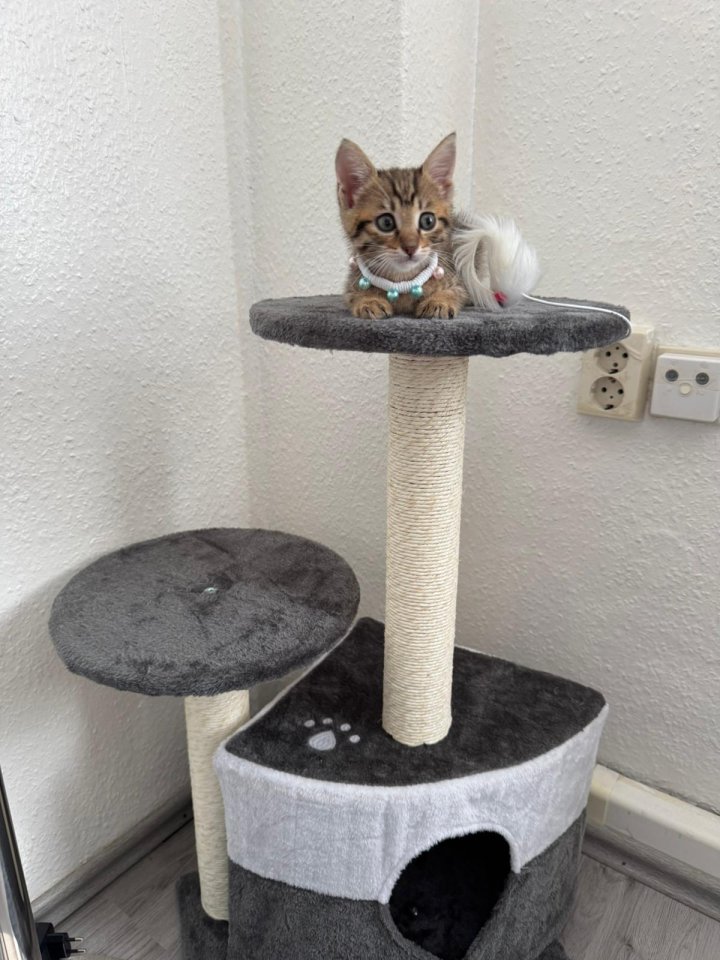 Bengalkitten babykatze bengal - Katzen - Essen