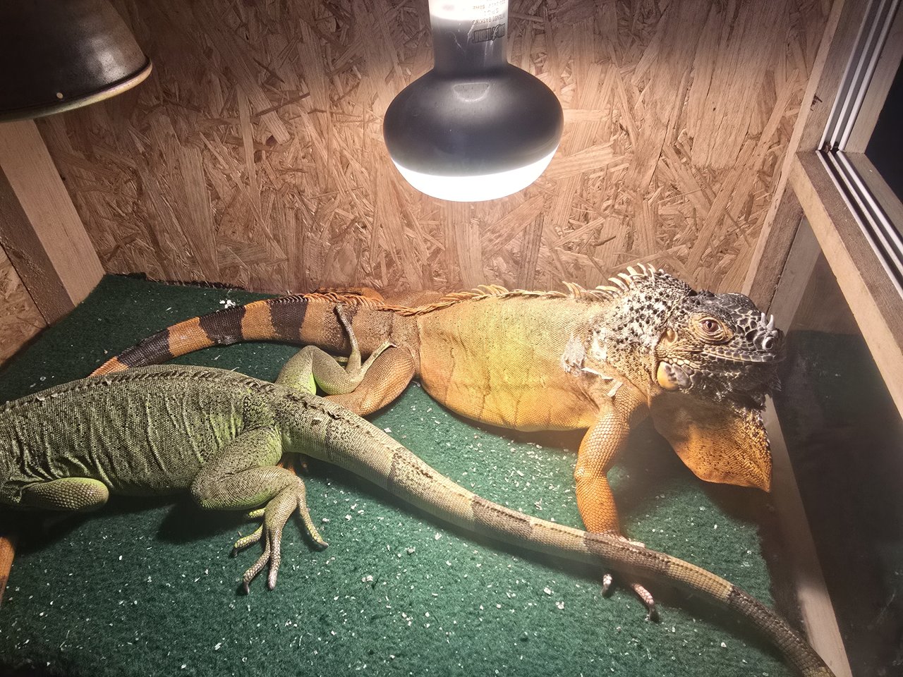 2 Weibchen Leguane teils Handzahm - Reptilien - Frankenthal Zentrum