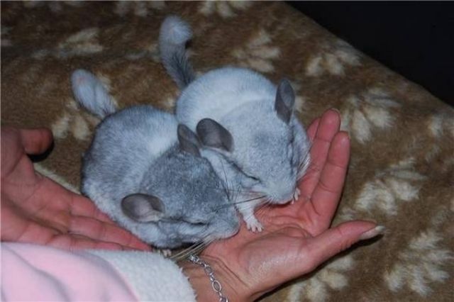 CHINCHILLA - Nagetiere Allgemein - Nürnberg