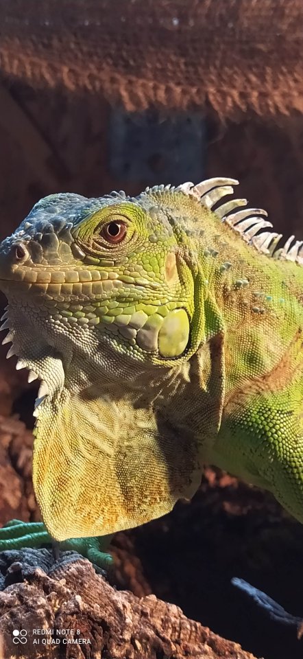 Grüner Leguan Iguana Iguana - Reptilien - Lörrach 