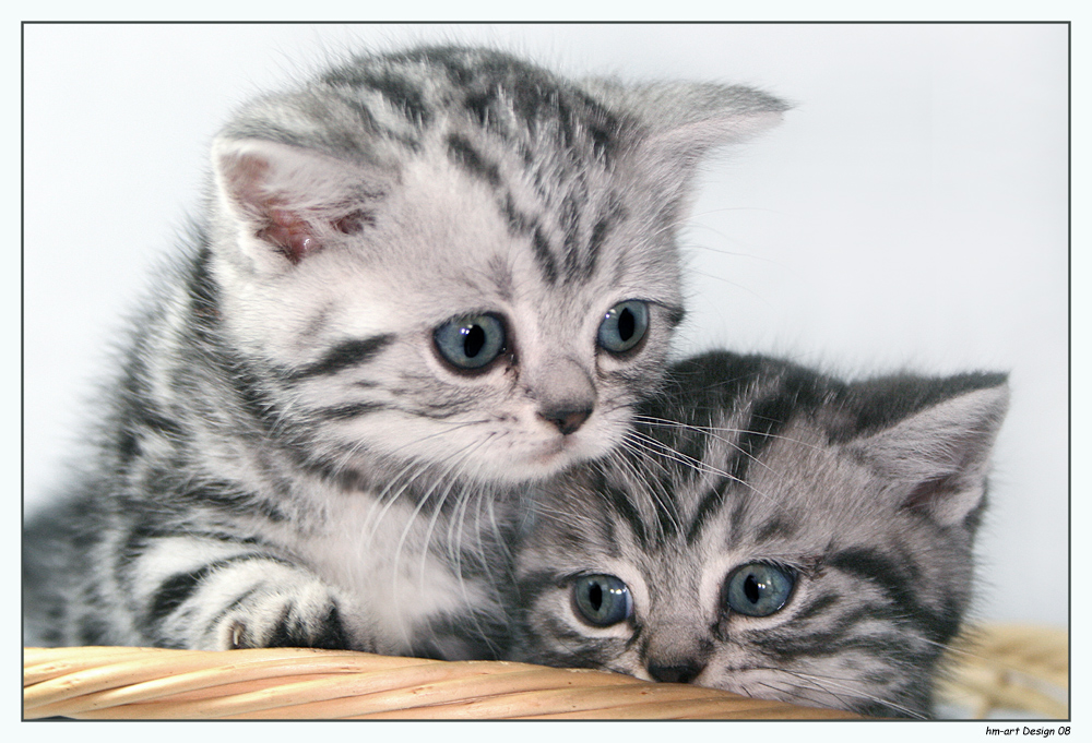 Träume in Marmor! Britisch Kurzhaar Babys silver-tabby - Katzen - Rheinbach