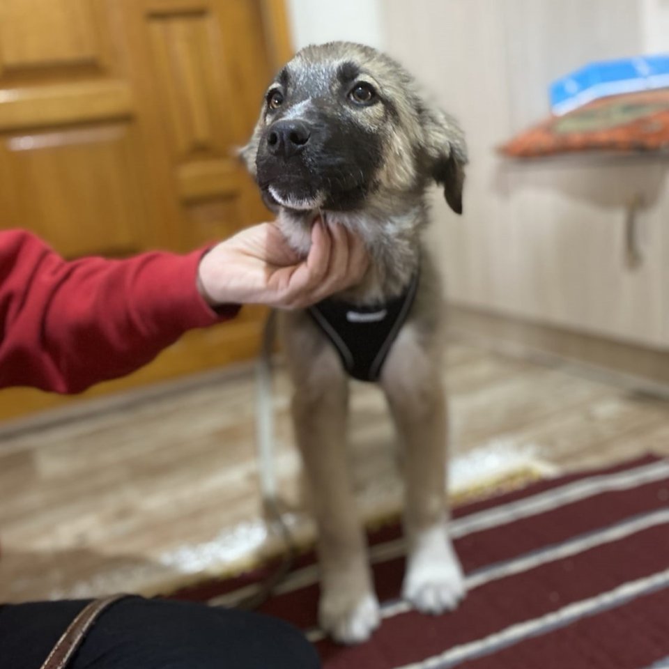 Kleon / Status: sucht ein Zuhause - Hunde - Krefeld