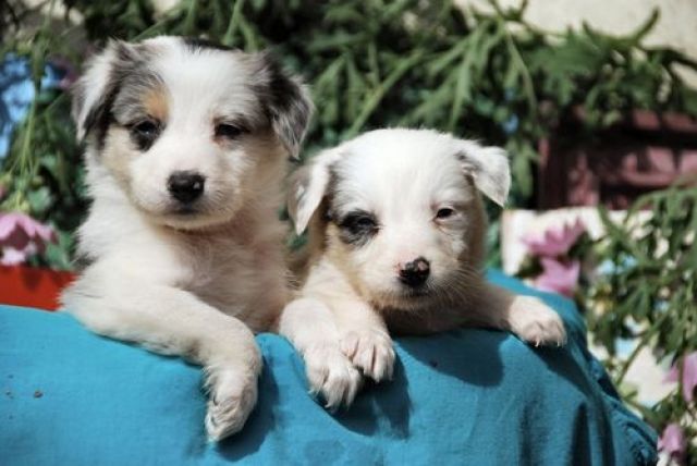Australian Shepherd Welpen abzugeben - Hunde - Rhauderfehn