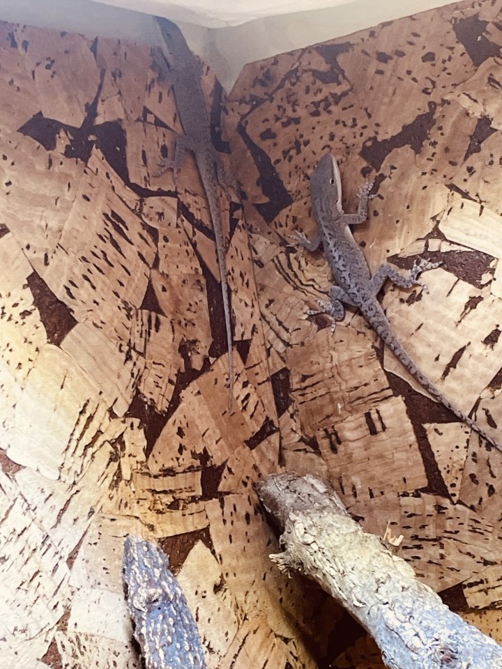 Anolis carolinensis (Rotkehlanolis) - Reptilien - Karben