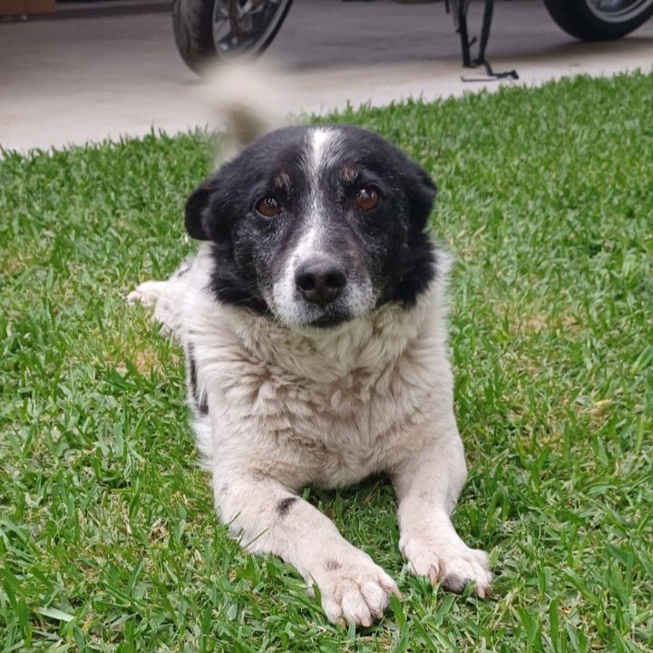 Blakie / Status: sucht ein Zuhause - Hunde - Krefeld