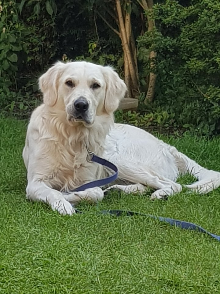 Golden Retriever Deckrüde *kein Verkauf* erfahren - Hunde - Damme