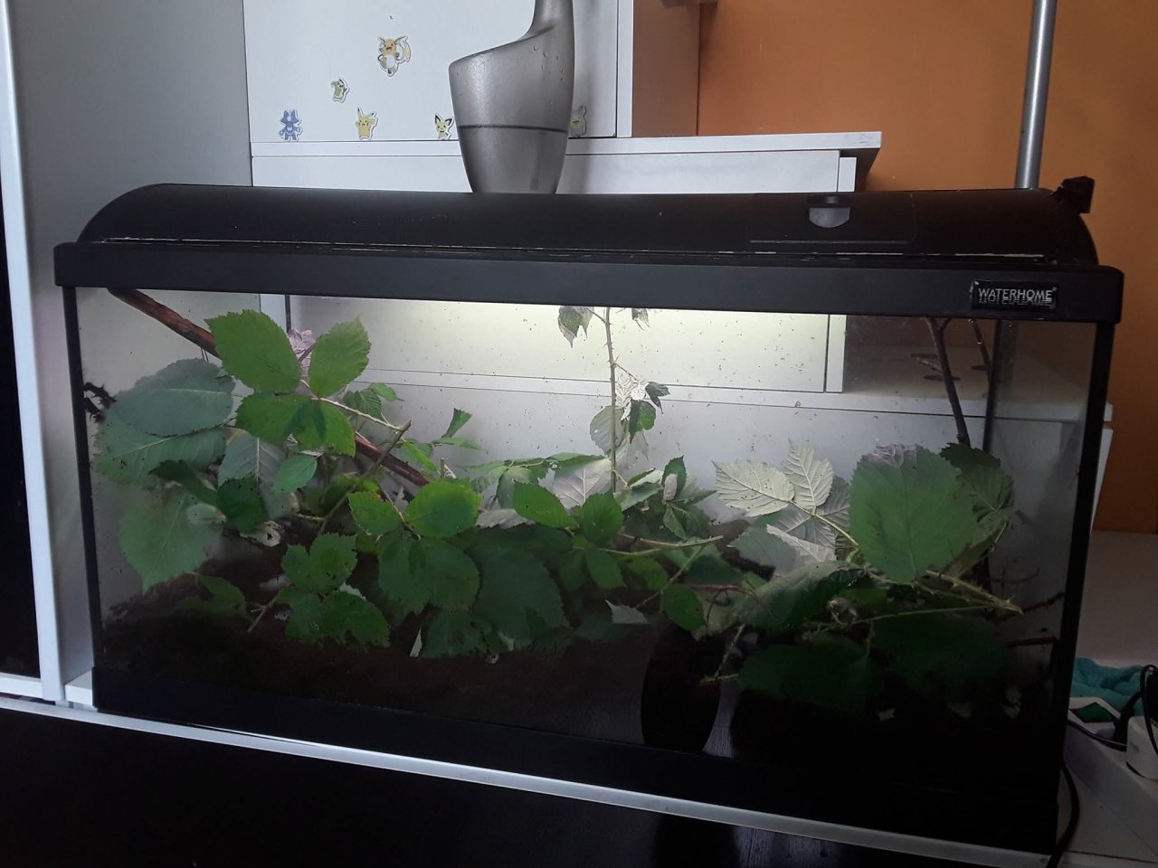 Ca 75 indische Stabschrecken (Carausius morosus) sowie ca 25 Zombros Stabschreck - Insekten - Möhnesee