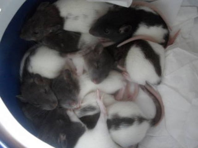 Farbrattenbabies, 3 Wo. alt, suchen Zuhause - Ratten - Nürnberg