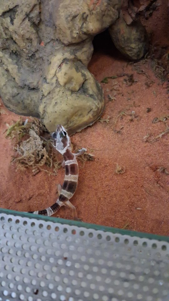 Leopardengeko Jungtiere - Reptilien - Sülzetal