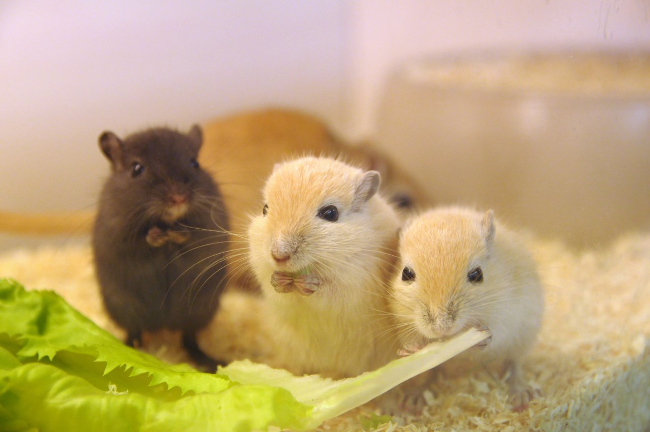 Vergebe Rennmausnachwuchs (Männchen, Weibchen) - Nagetiere - Salzburg