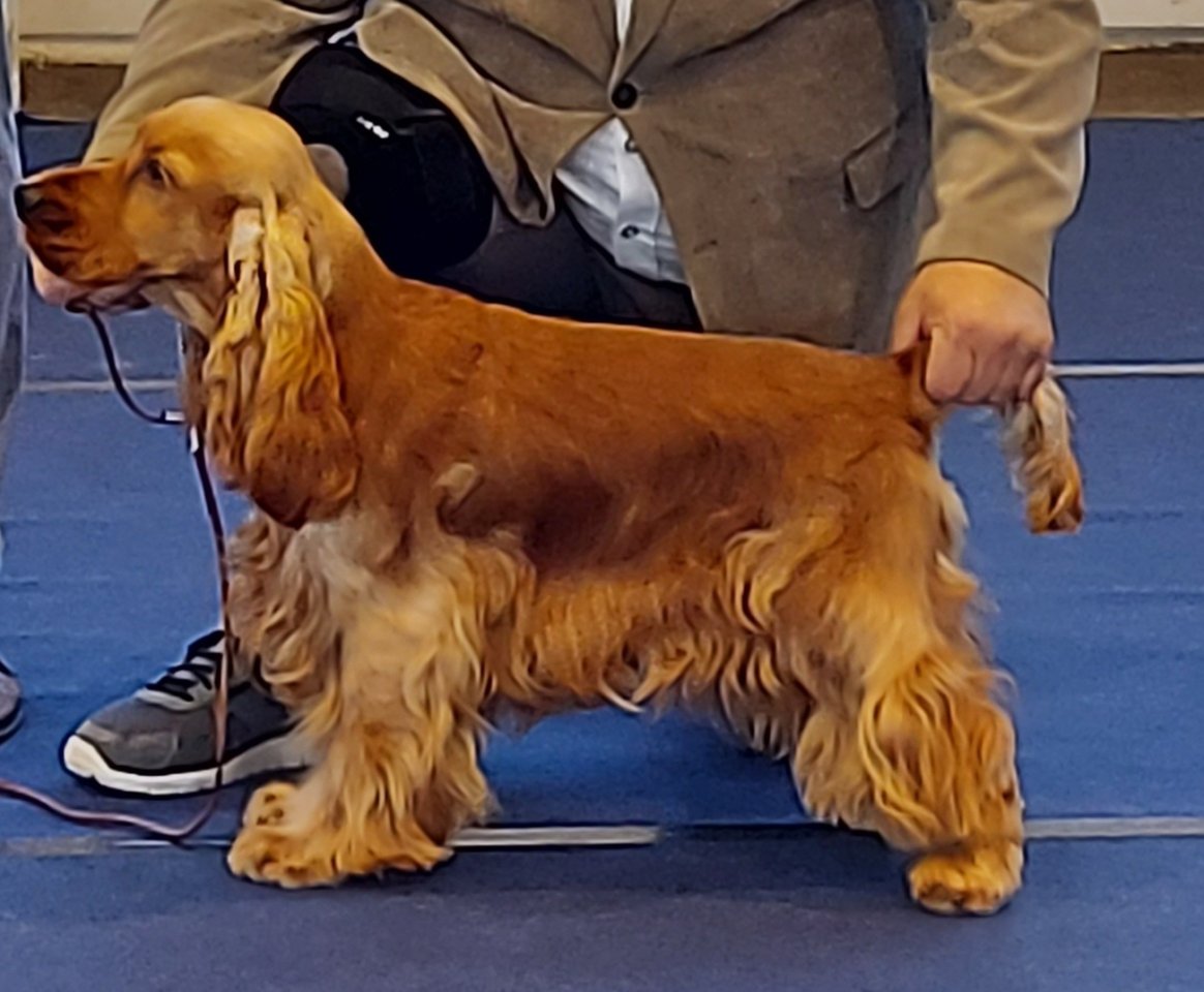 Englisch Cocker Spaniel - Hunde - Bretten