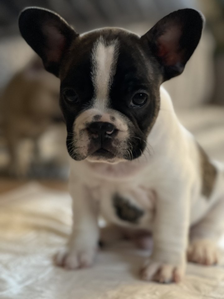 Französische Bulldogge Welpen - Hunde - Strasburg