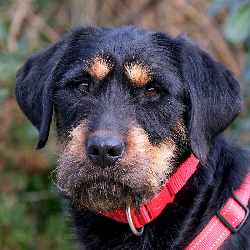 VERONA -  weiblich  1 Jahr  52 cm  19 kg  Mix  Gechipt  Kastriert - Hunde - Lauf an der Pegnitz