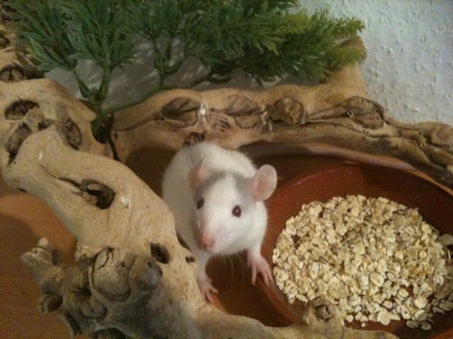 Drollige Rattenbabies - Ratten - urbach