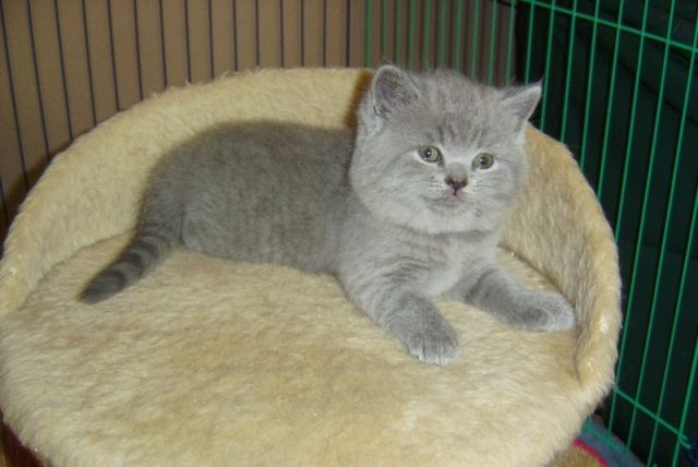 BKH Kitten in HAMBURG - Katzen - Hamburg