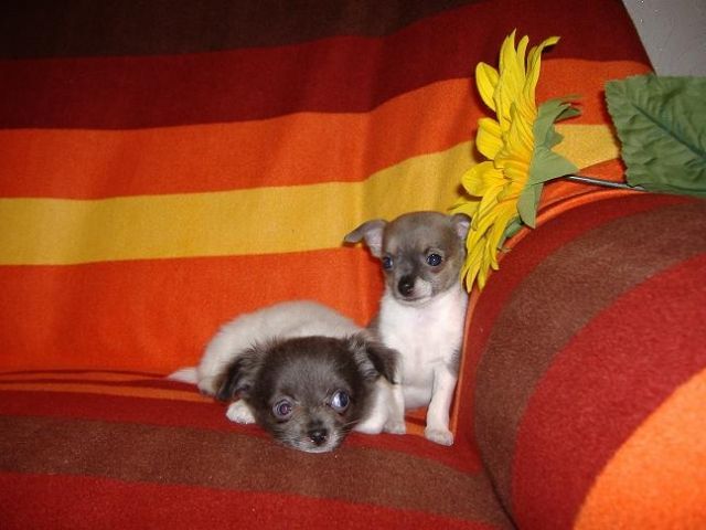 Chihuahua Welpen - Hunde - ESPELKAMP