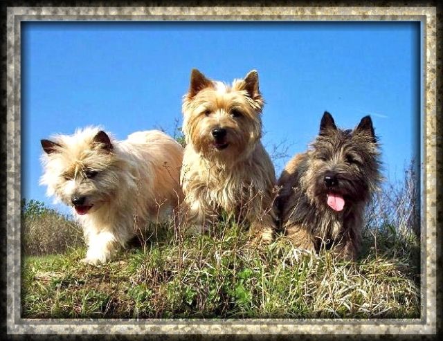 Cairn-Terrier Welpen von der Iburg... einfach super! - Hunde - Willebadessen NRW.