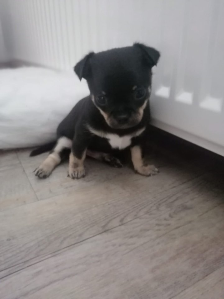 Typvolle Chihuahua Welpen  mit Ahnentafel - Hunde - lohberg 